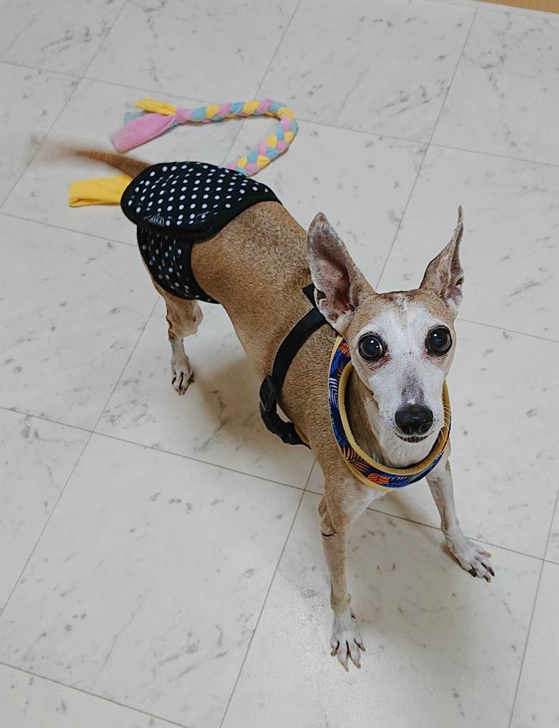 真夏のナッツ君☆