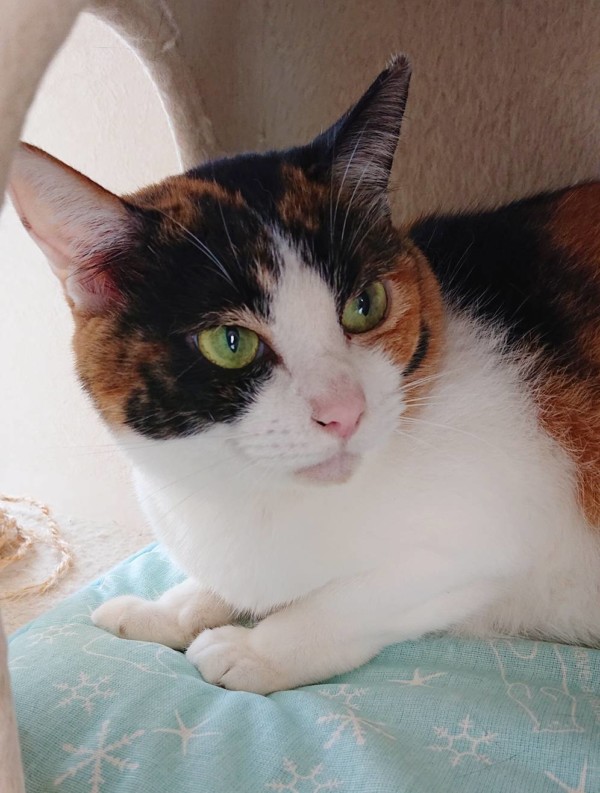 試しお泊りかのこちゃん☆