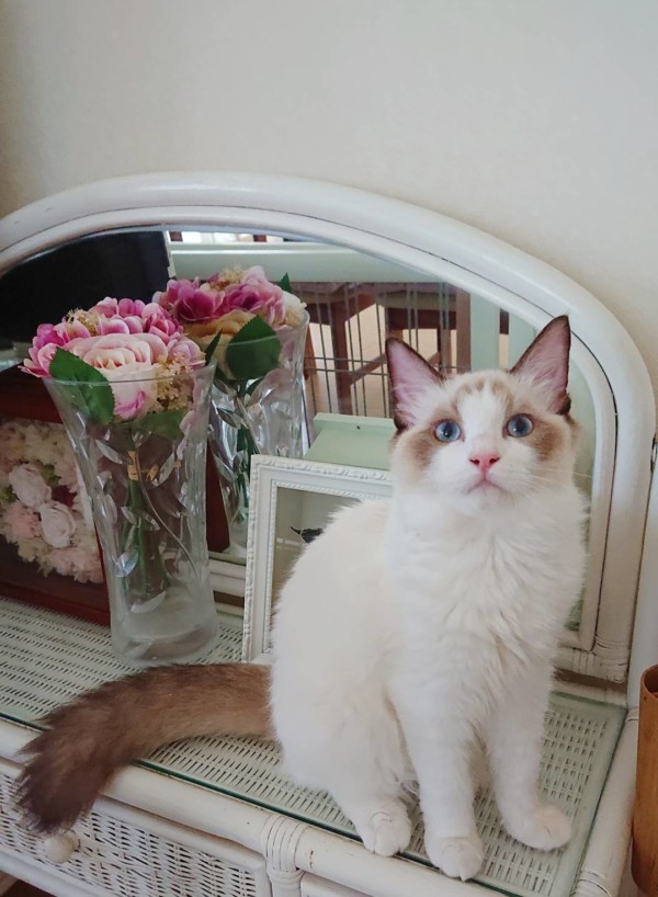 4月4日生まれラグドール子猫☆販売終了