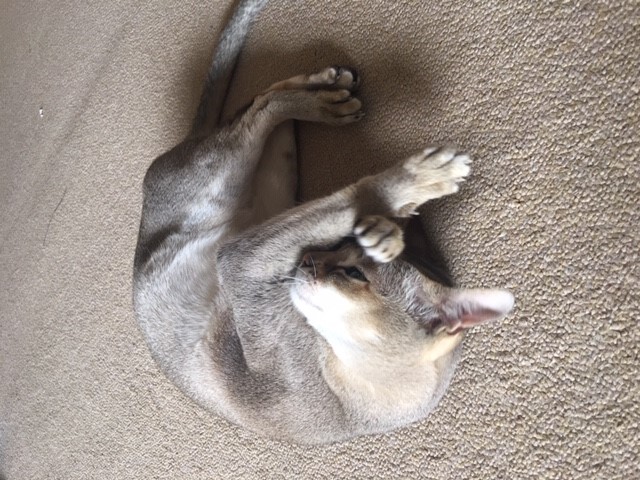 川口市　フェルゼン君　猫　キャットシッター Part1