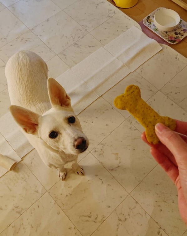 ワンコクッキー作ります☆