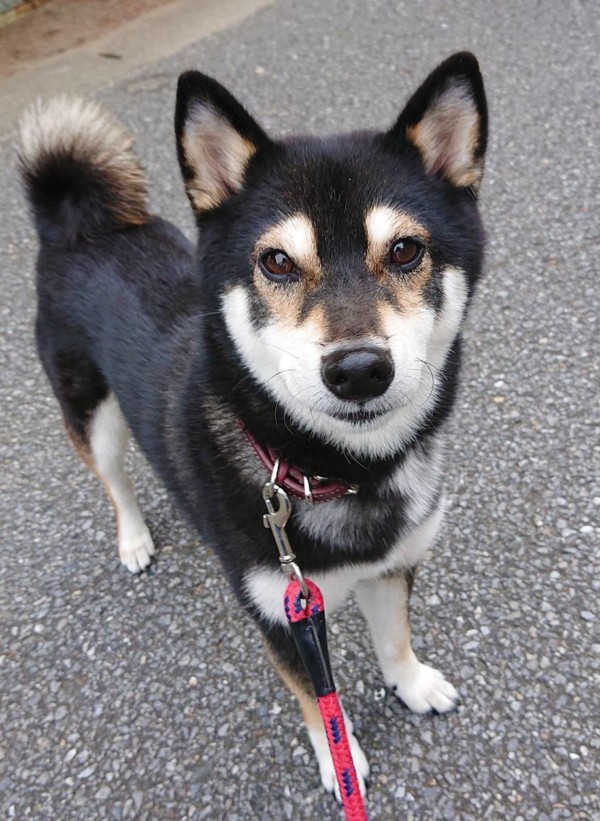 黒柴かえでちゃん☆