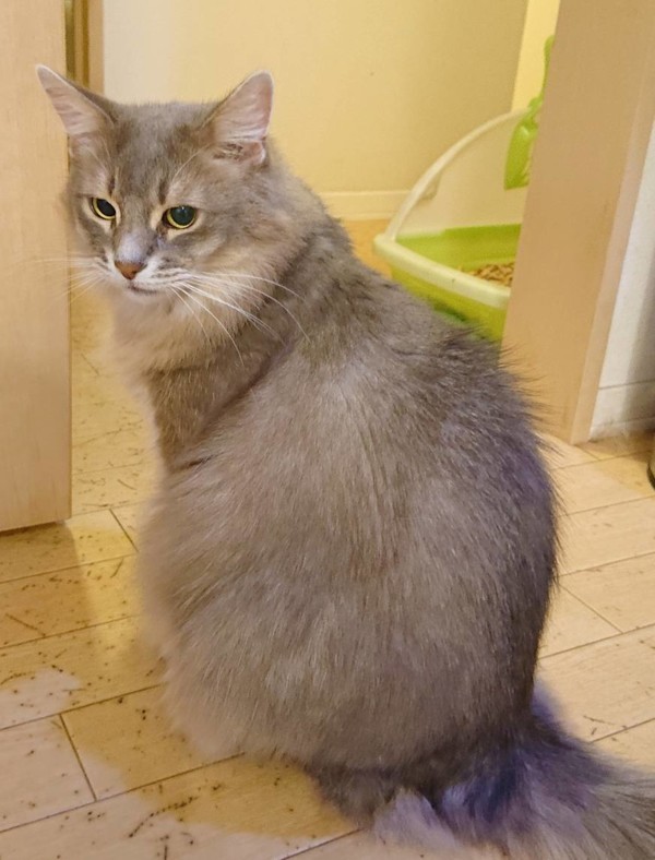 美系ソマリ親子☆