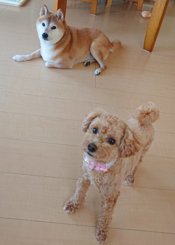 柴犬兄君とトイプー妹ちゃん☆