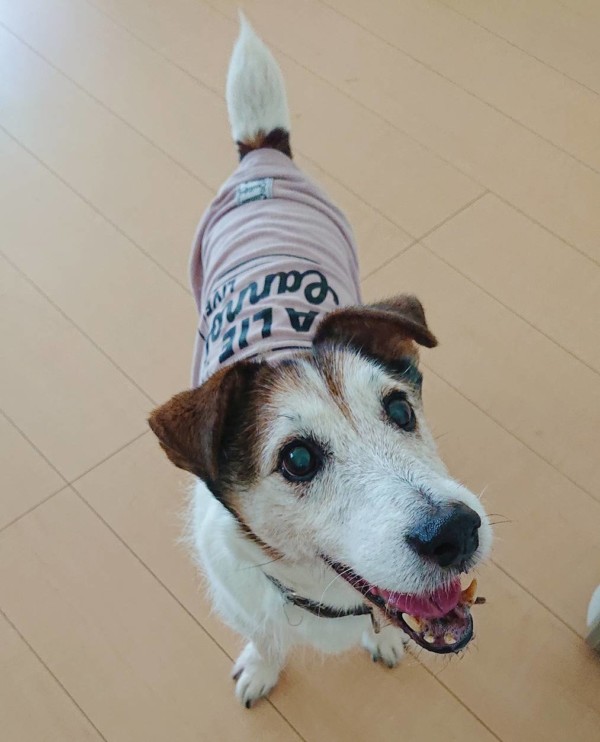 お引越ししたログ君☆