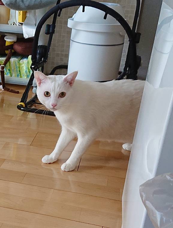 白猫こてつ君☆