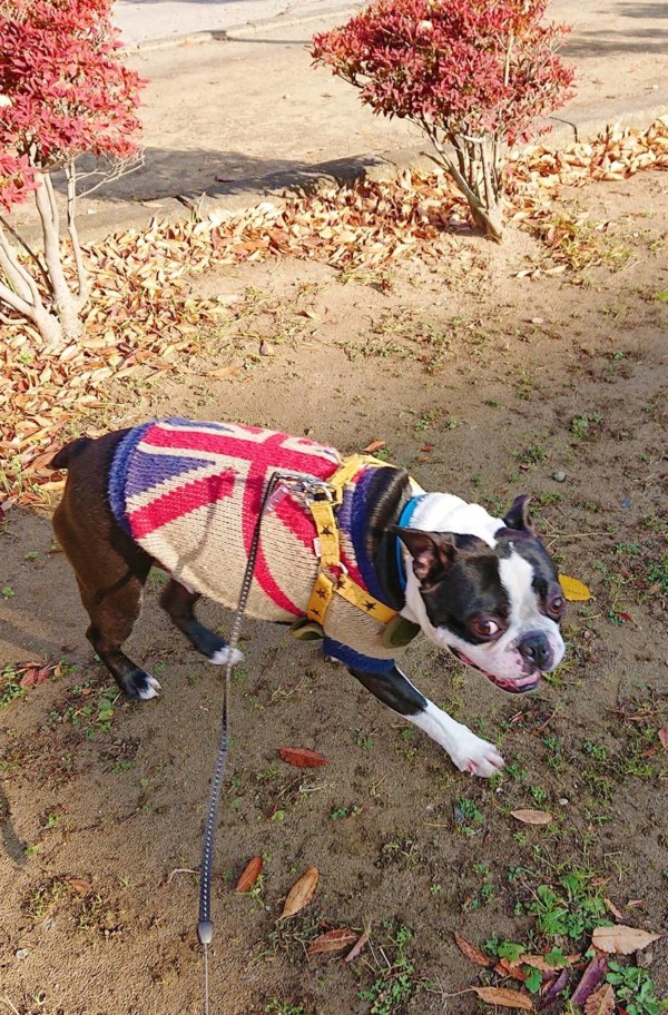 猫と仲良くなりたいふぅ太君☆