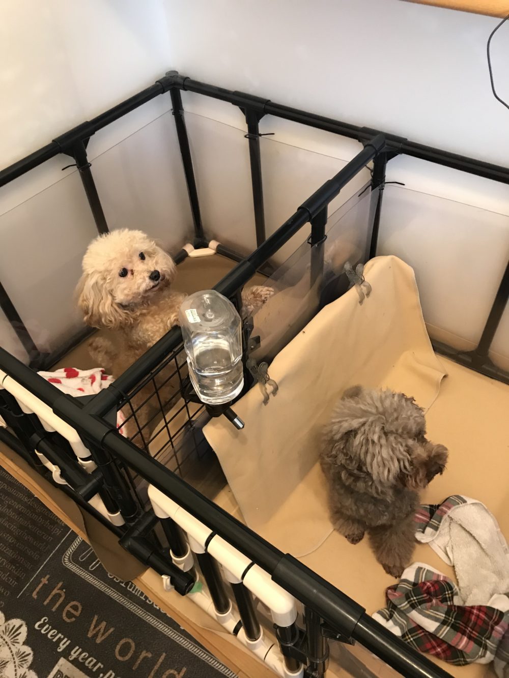 ペットシッター☆福岡市博多区 トイプードル4兄妹②