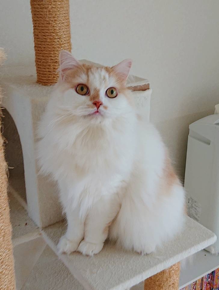 スコティッシュフォールドのモモ君☆