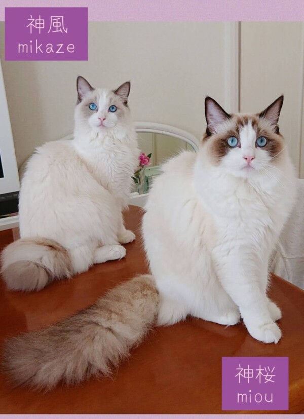 2020年4月4日生まれラグドール子猫成長記録☆