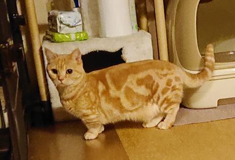 おおたかの森3にゃんズ☆