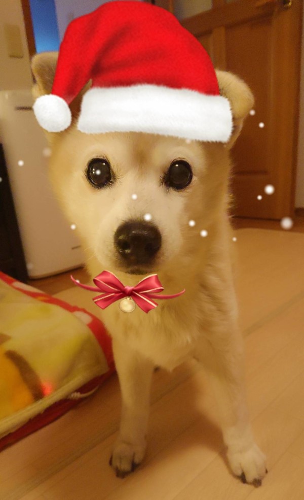 まだまだ元気くぅちゃん☆