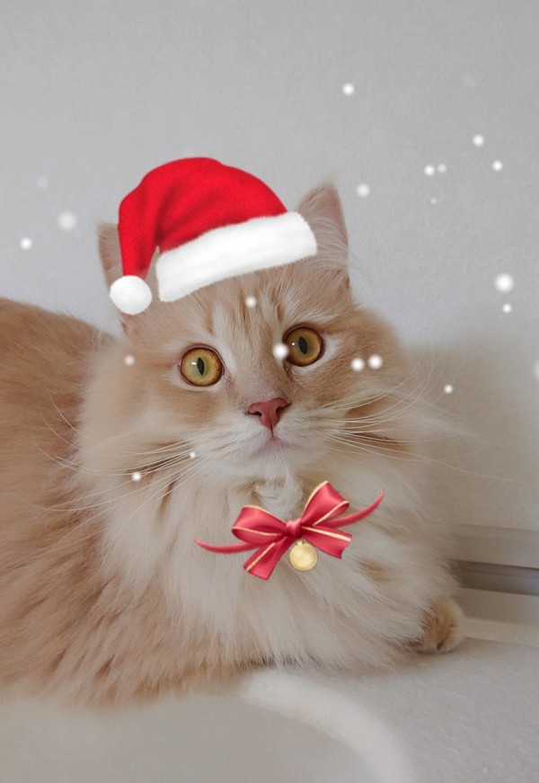 マンチカンしんのすけ君☆（前半）