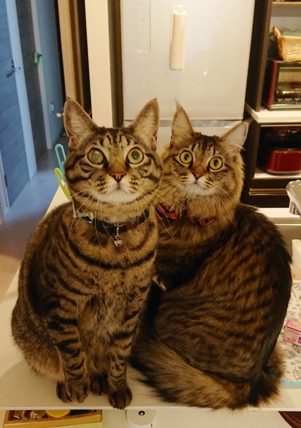 美系兄妹モカちゃん・ラテ君☆