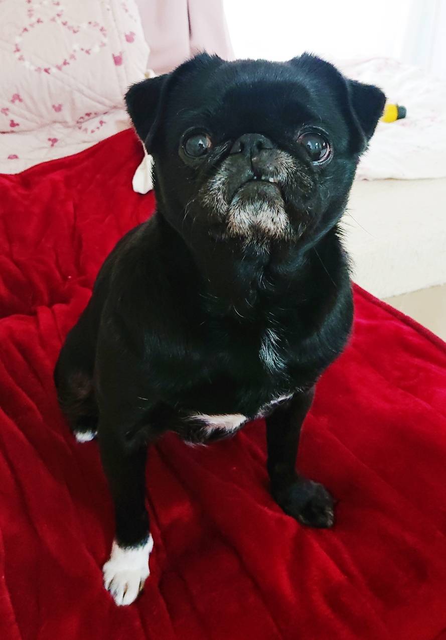 ロングステイのハナちゃん☆(前半)