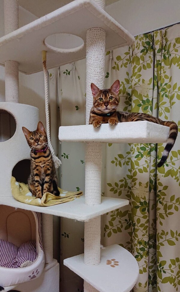 ベンガルの美猫姉妹☆