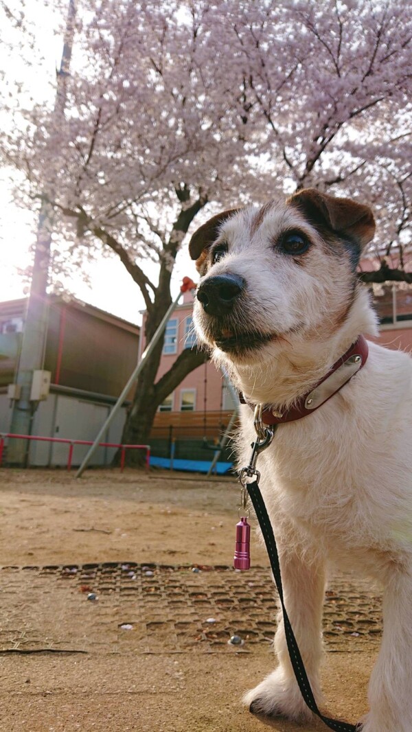 ログ君と春探し☆