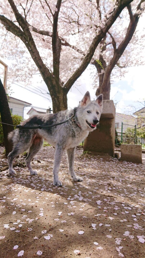さくらちゃんと桜☆