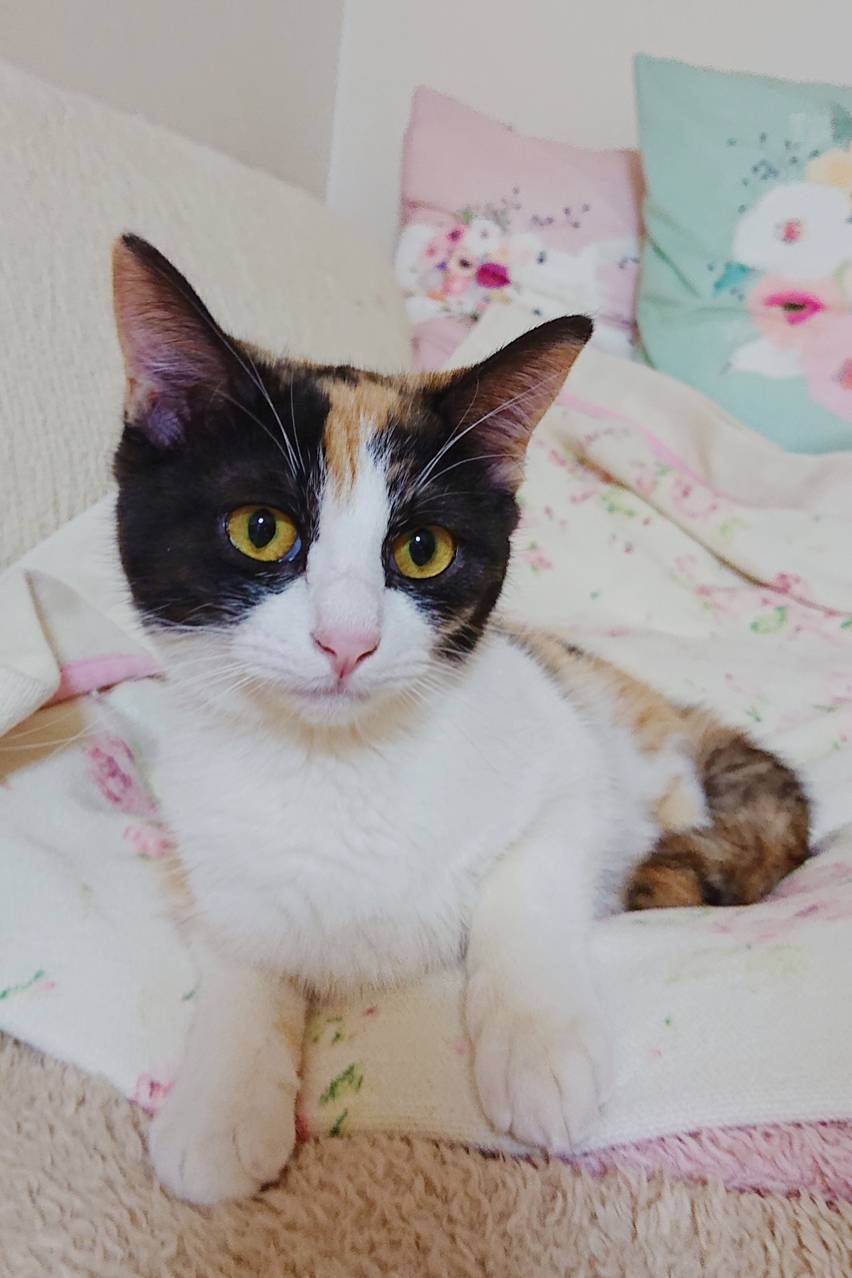 三毛猫のチャコちゃん☆