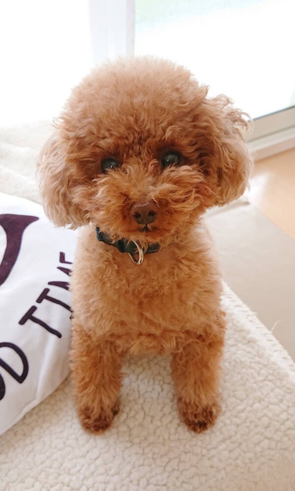 ブラッシングで変わるバーニー君☆