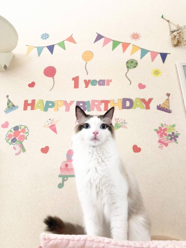 2020年4月4日生まれラグドール1歳☆