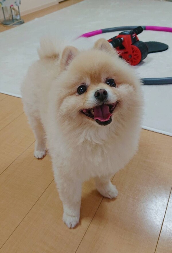 ポメラニアンのハント君☆