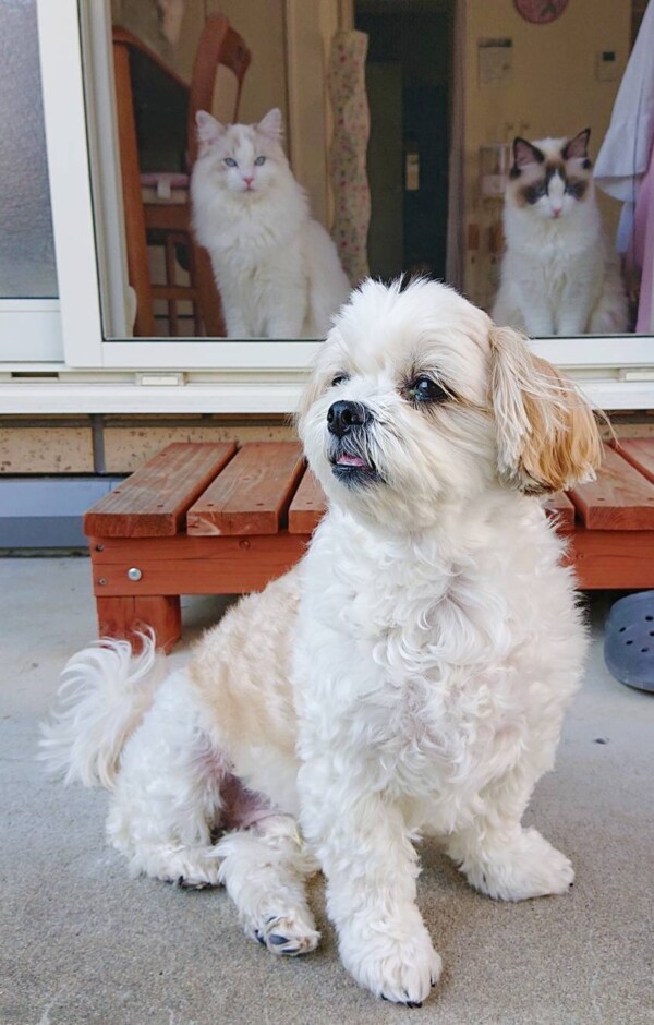 猫まみれミルク君☆