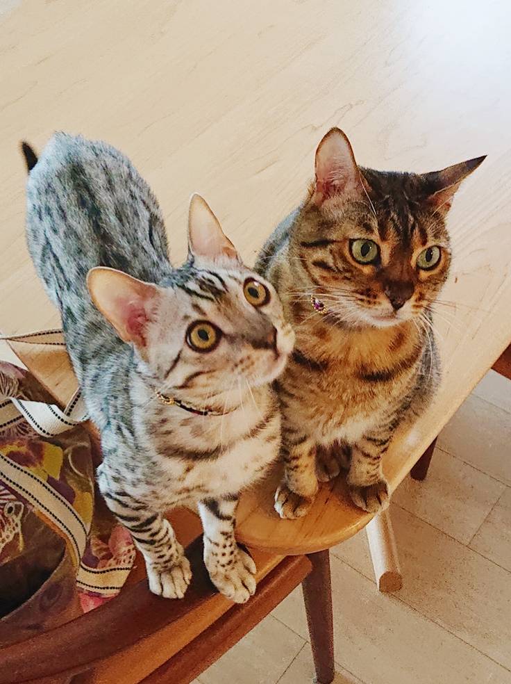 おおたかの森ベンガル２匹☆