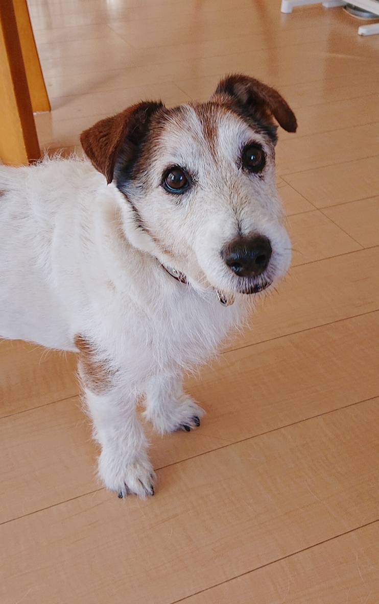 いつも通りログ君☆