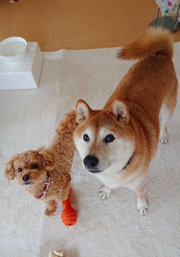 お久しぶりの柴プー兄妹☆