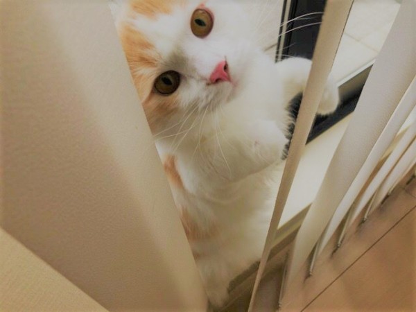 川口市　サイベリアン　モコ君　お世話の様子　