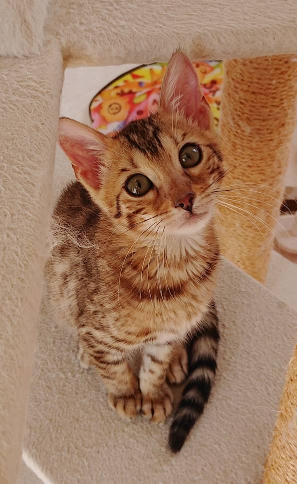 ベンガルのニャミちゃん☆