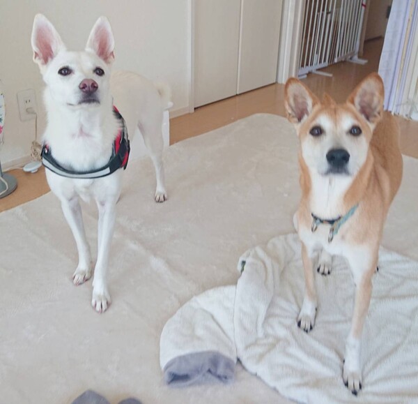 お久しぶりの米麦ペア☆