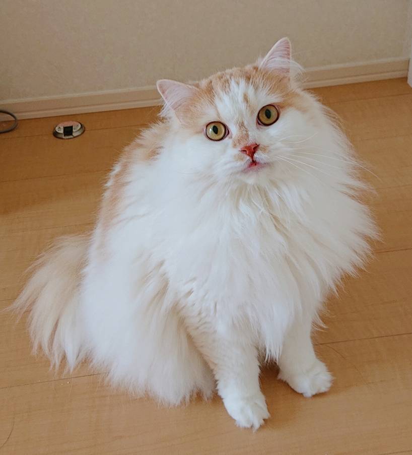 ちょっと長めのモモ君☆