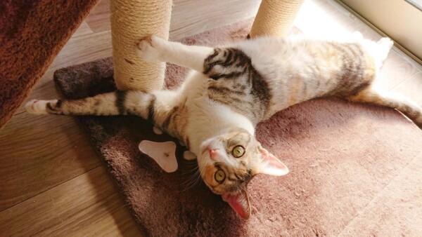 2年ぶりの3兄妹☆