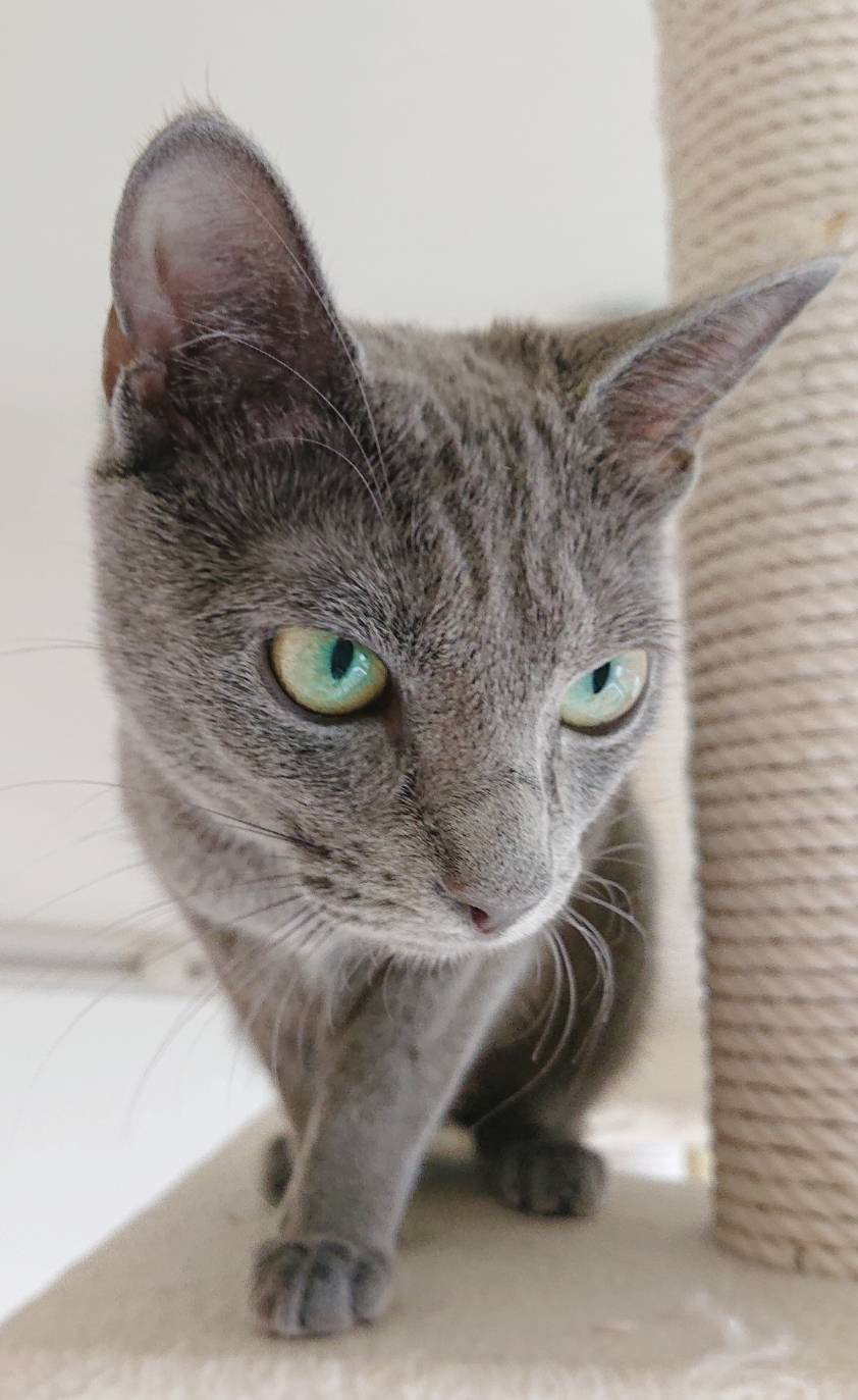 ロシアンブルーのアナスタシアちゃん☆