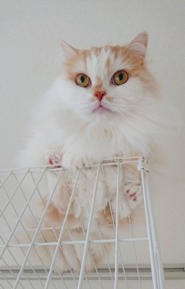 今月のモモ君☆