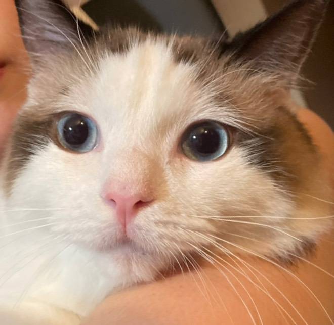 当キャッテリー出身のラグドール達☆