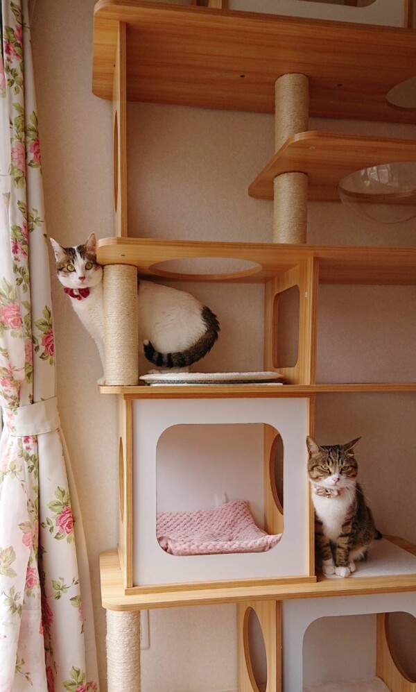 キジトラ猫のチャト君・シャル君☆