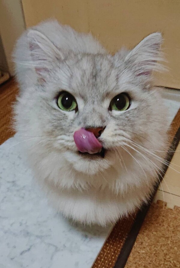 オヤツ大好き、ぎん君☆