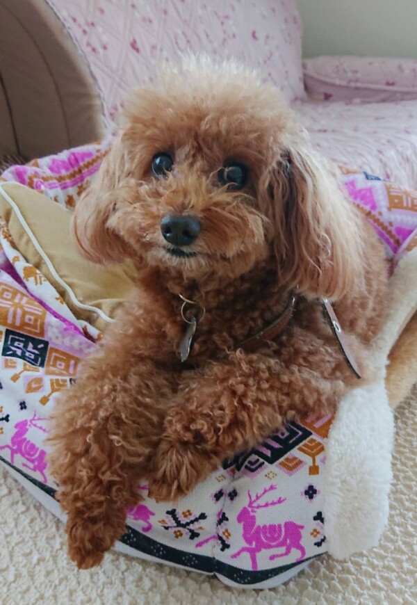 お久しぶりのニコちゃん☆