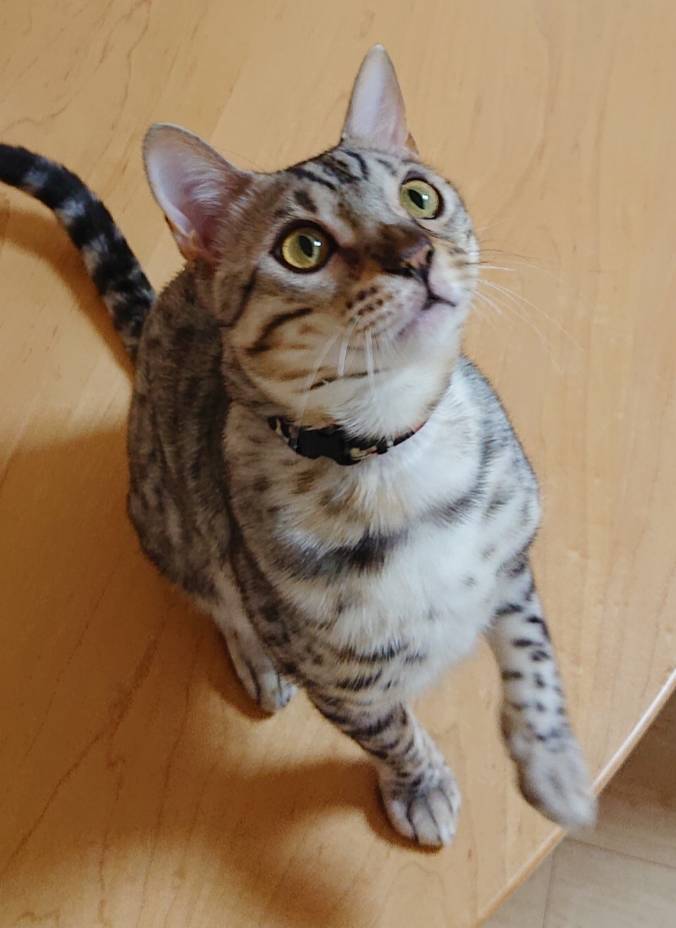 リピートのメルちゃん・ロゼ君☆