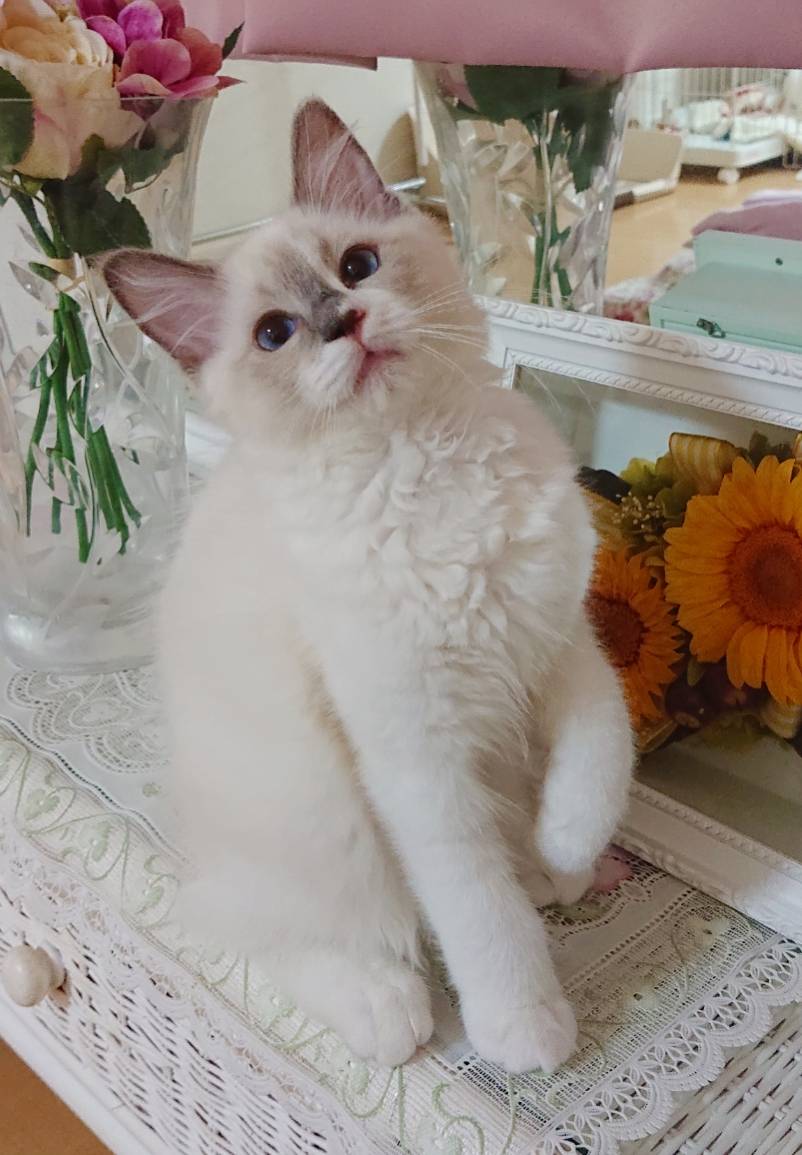 サンちゃん里帰り☆