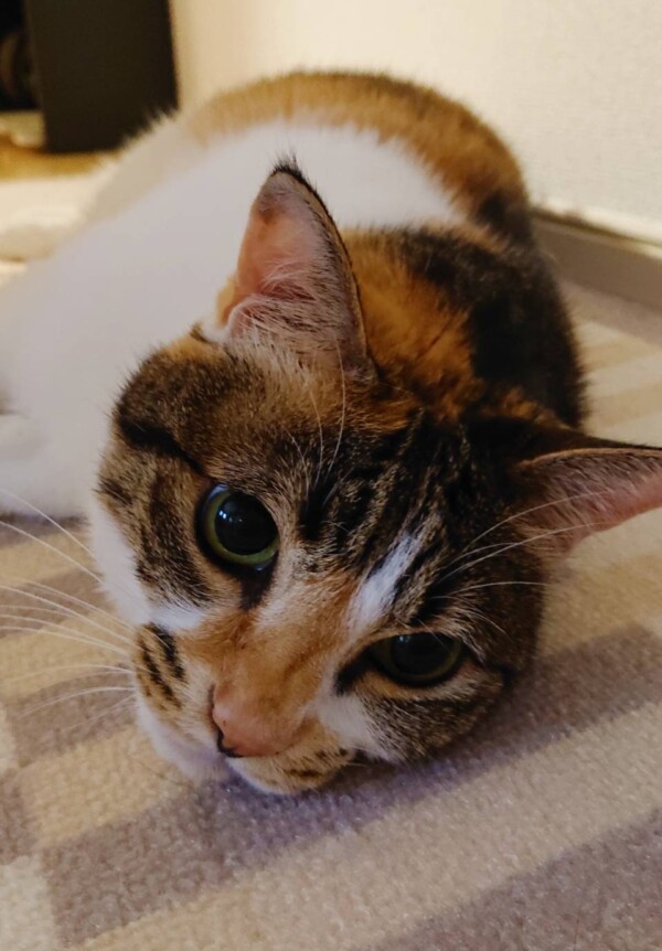 お久しぶりの、たまちゃん☆