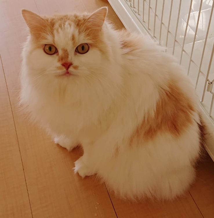 猫パンチのモモ君☆