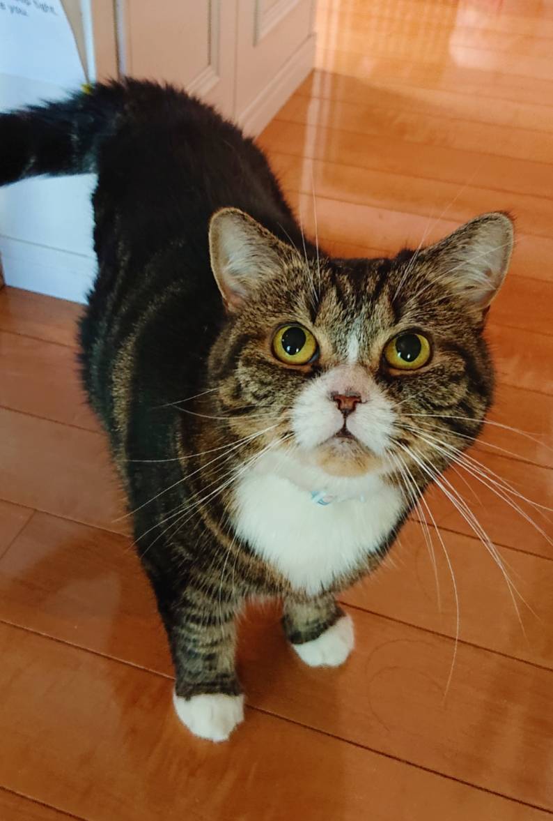 リピートのミールちゃん☆