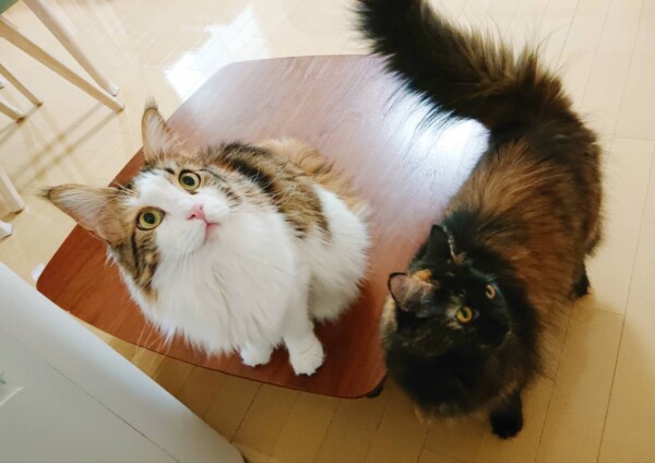 メインクーンうるちゃん・ててちゃん☆