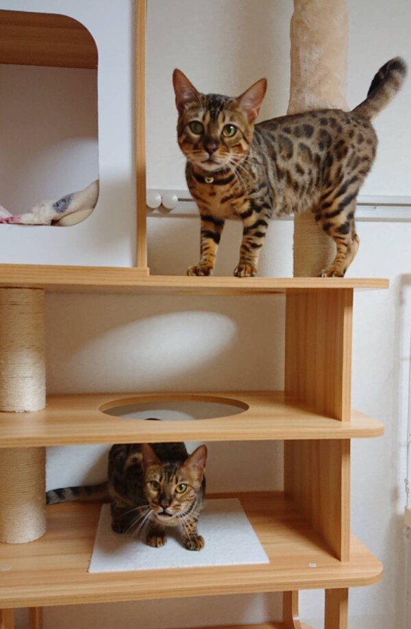 リピートのシノンちゃん・カノンちゃん☆