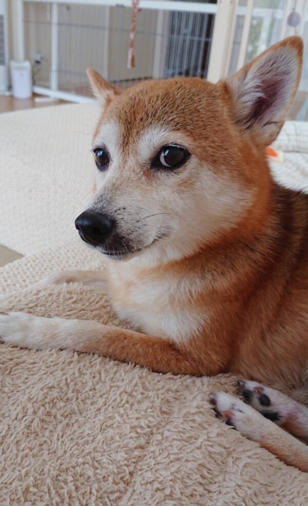 1年8ヶ月ぶり小梅ちゃん☆