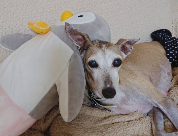 1匹お泊りナッツ君☆